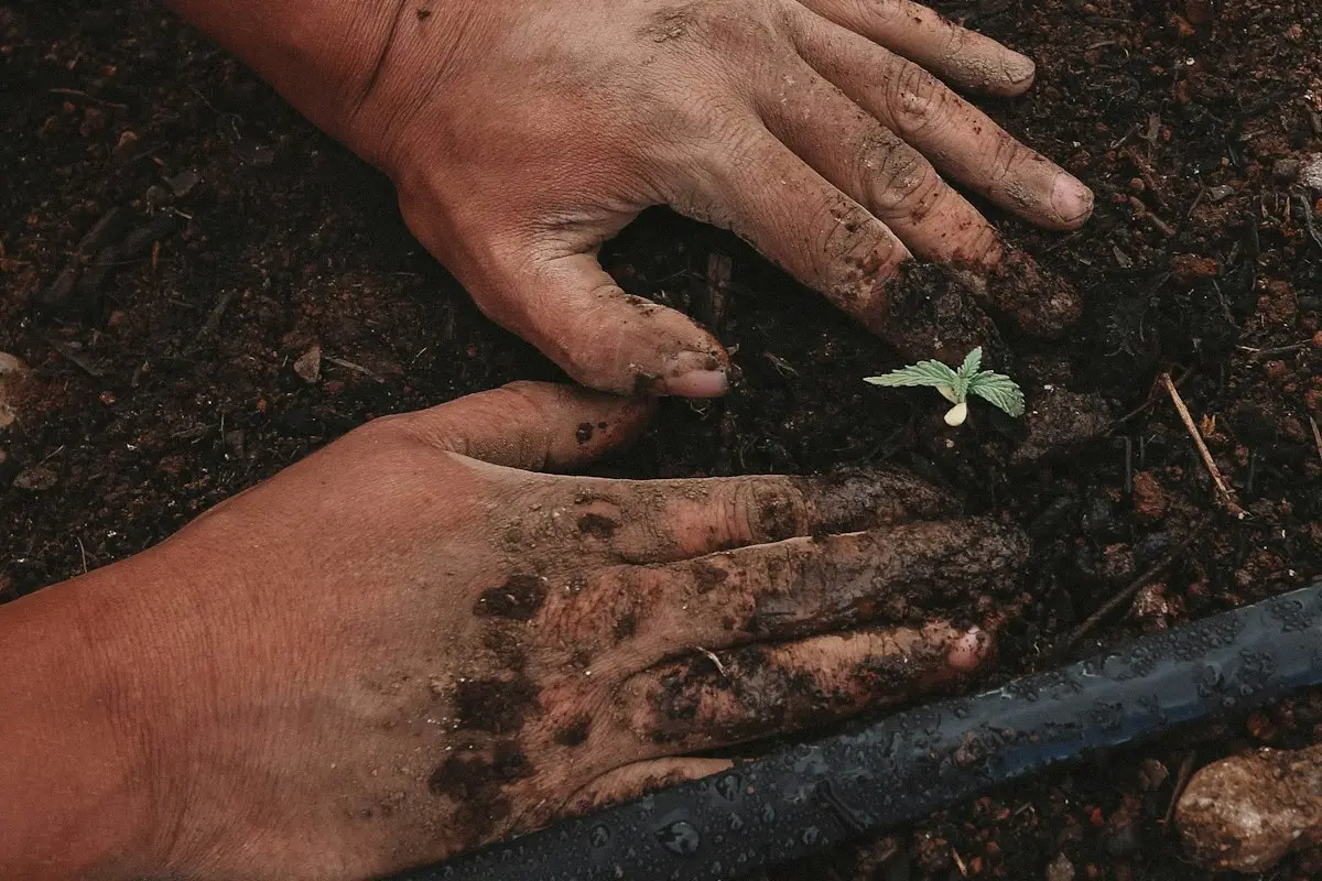 Peyzaj mimarlığı tasarım ofisinde bahçe planı ve peyzaj projesi çalışması