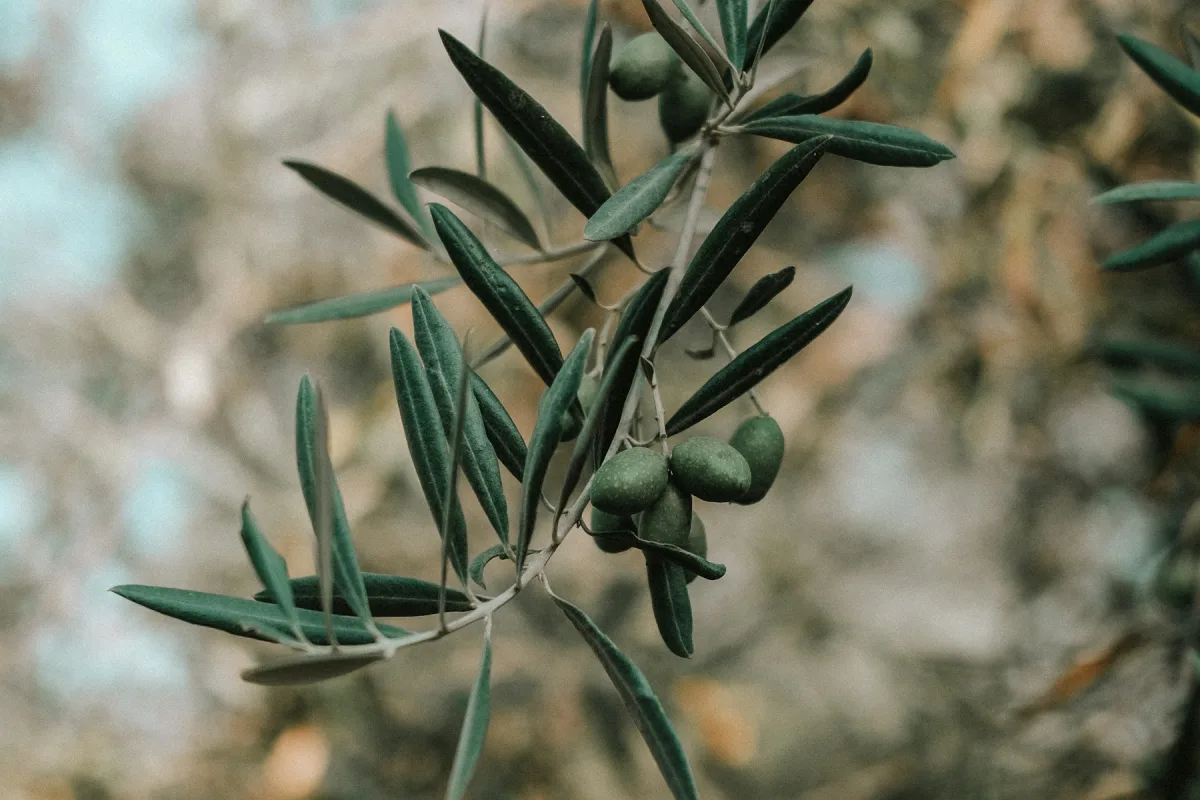 Dalında yeşil zeytinler bulunan yakın çekim zeytin dalı