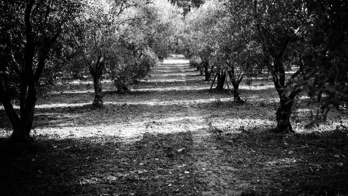 Güneş ışığı altında sıra sıra dizilmiş zeytin ağaçları