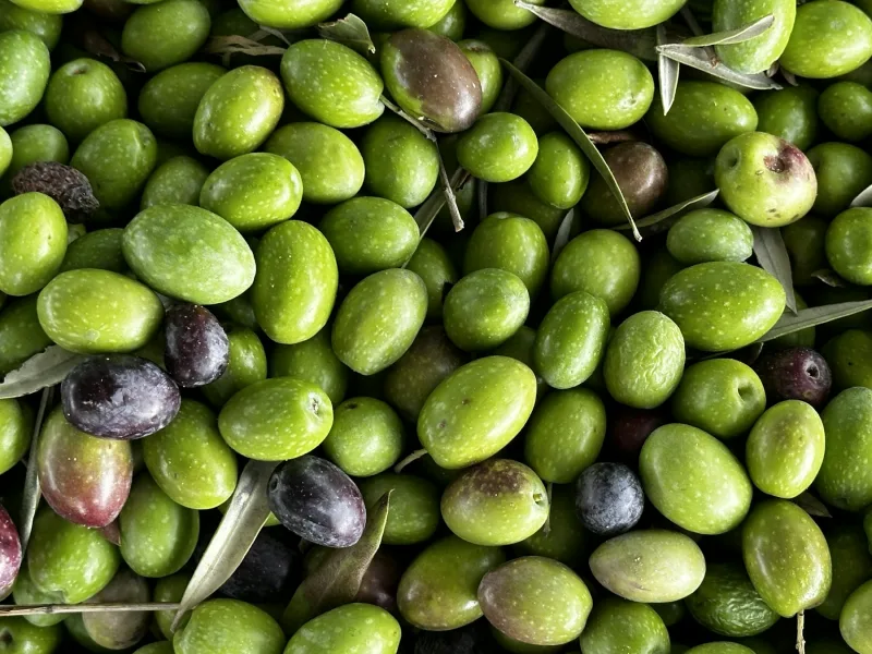 Örnek yeşil sofralık zeytin