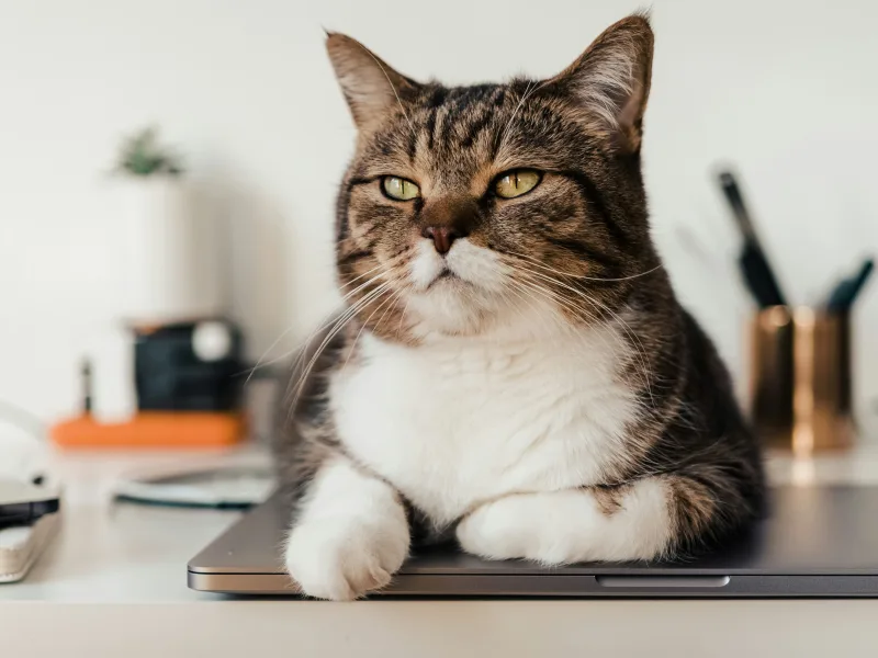 Pencere kenarında kedi