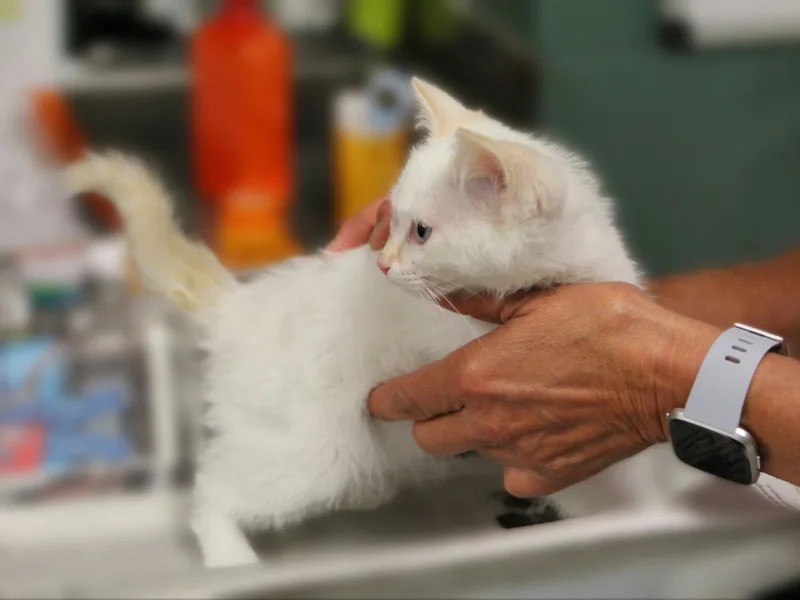 Yavru kedi kontrolü