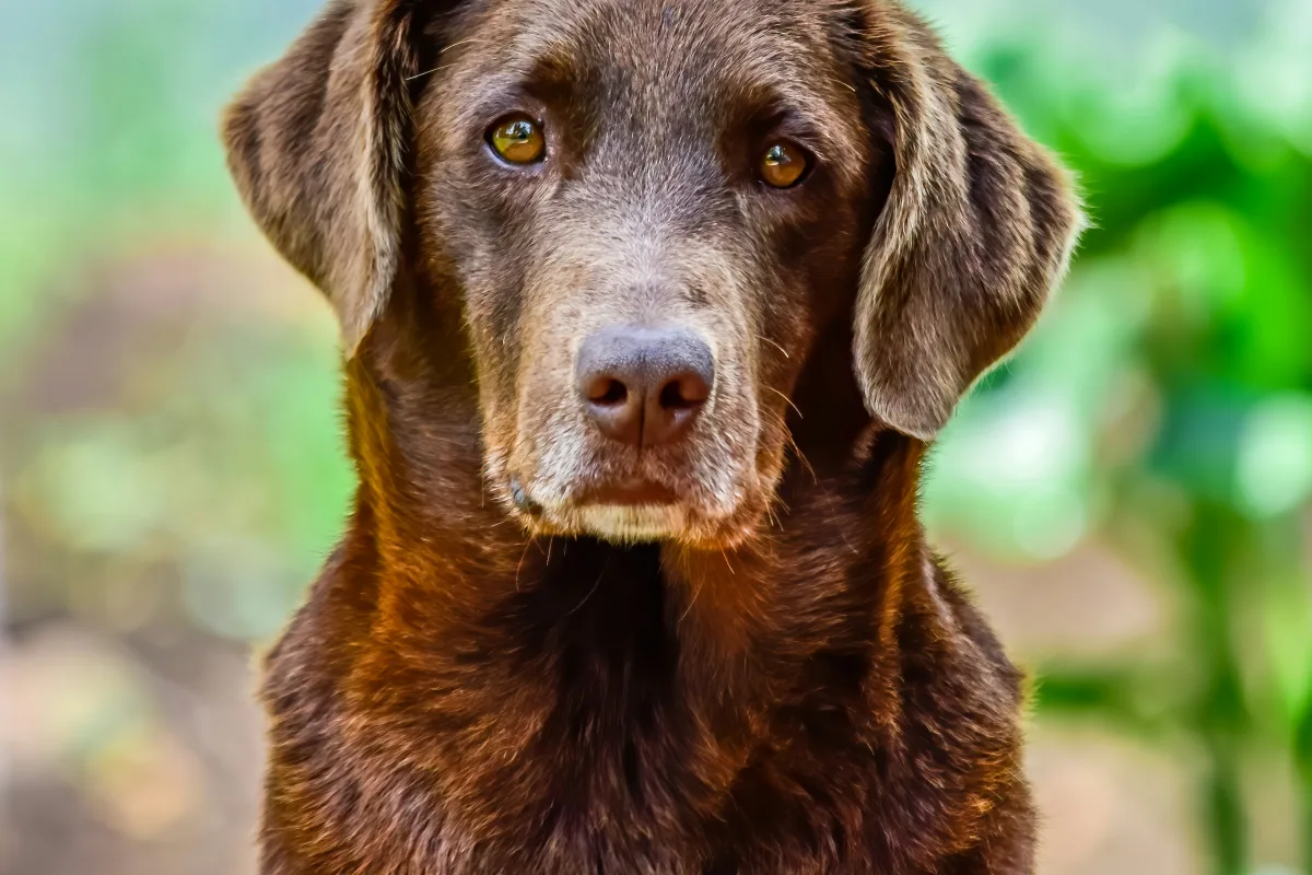Kahverengi bir labradorun sakin bakışı