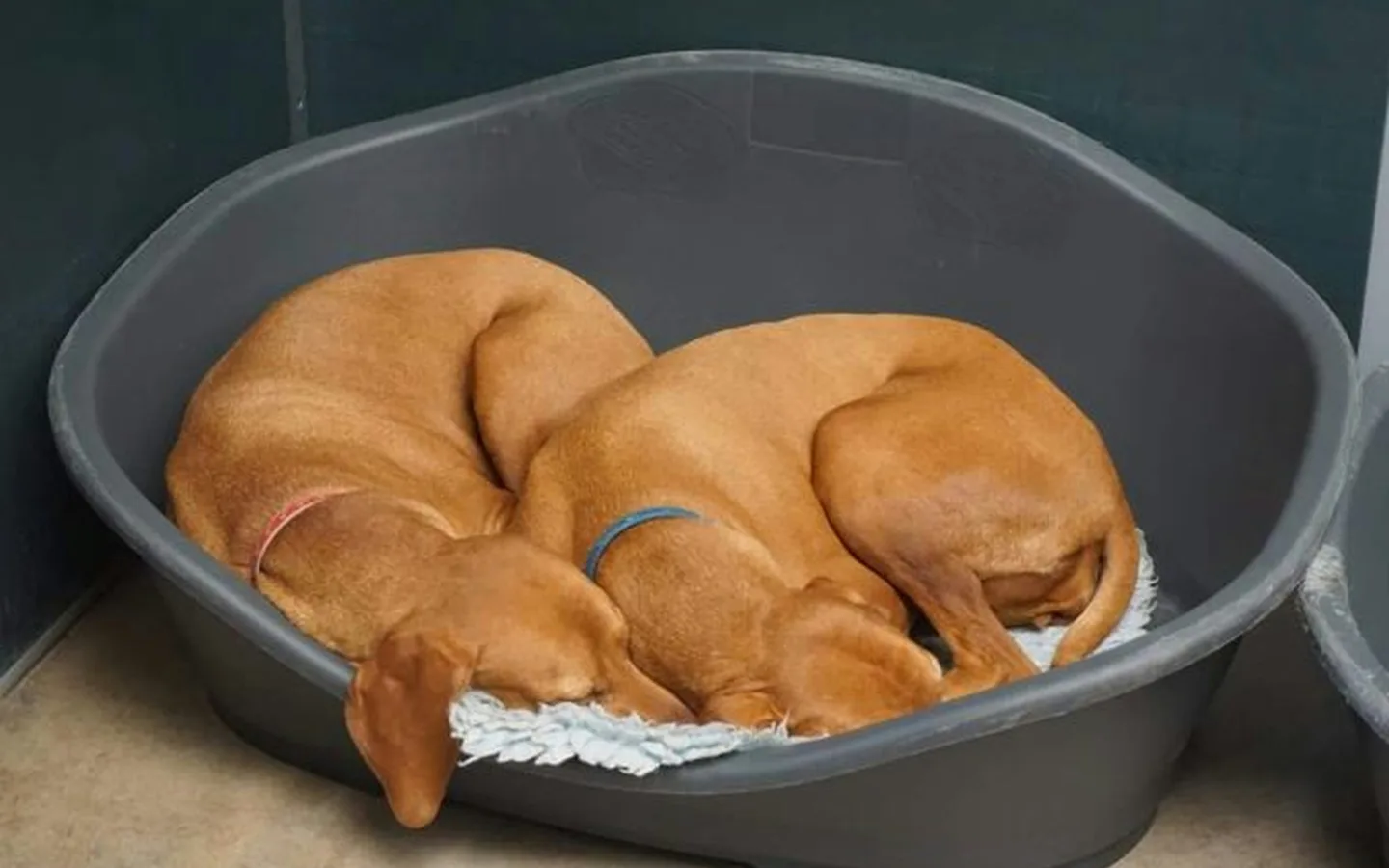 Yumuşak bir yatakta uyuyan iki yavru köpek